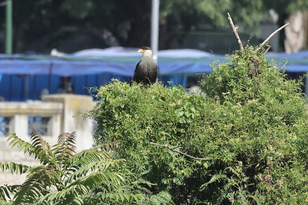 Crested Caracara (Southern) - ML629322508