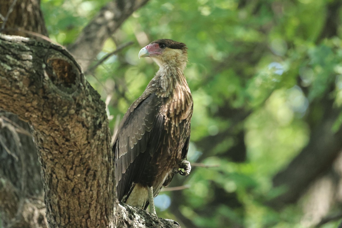 Crested Caracara (Southern) - ML629322519