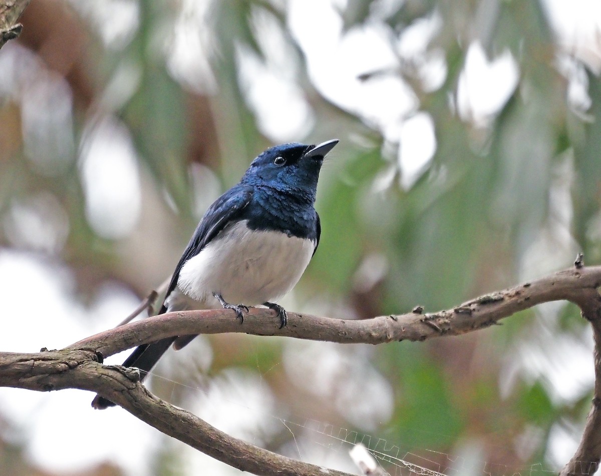 Satin Flycatcher - ML629322558