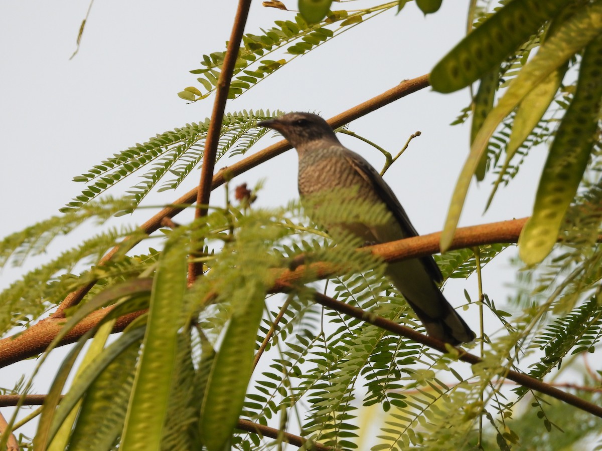 Black-headed Cuckooshrike - ML629322569