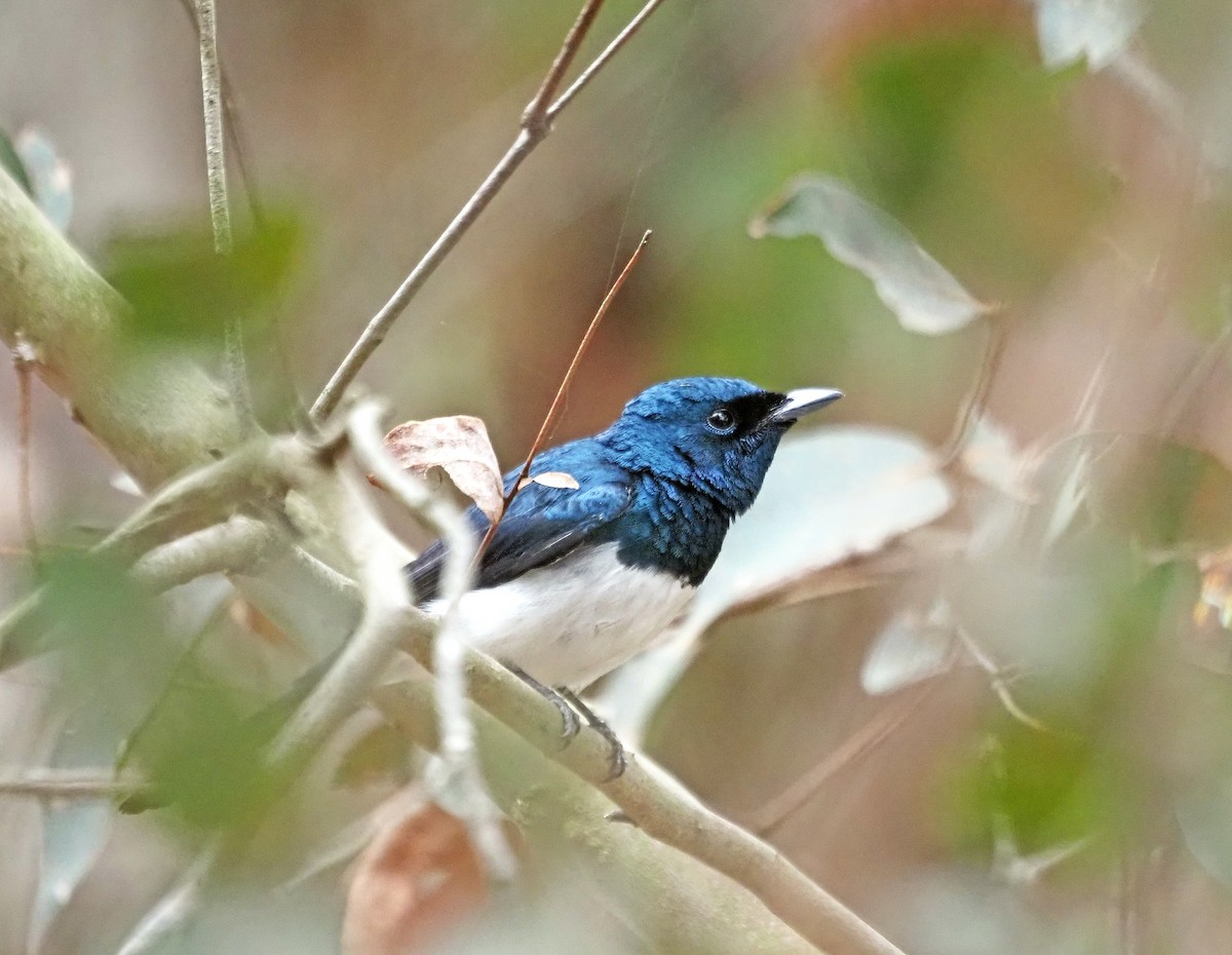 Satin Flycatcher - ML629322582