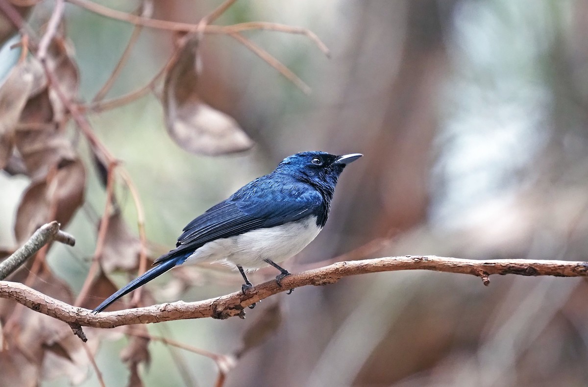 Satin Flycatcher - ML629322627