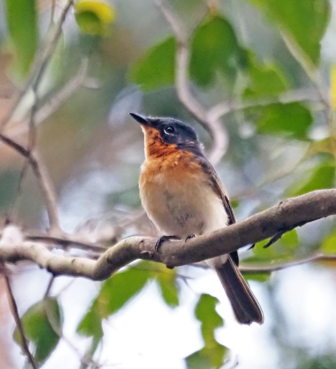 Satin Flycatcher - ML629322642
