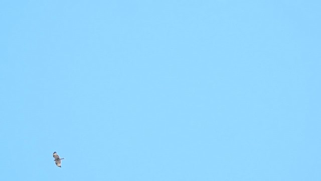 ヒマラヤノスリ - ML629322678