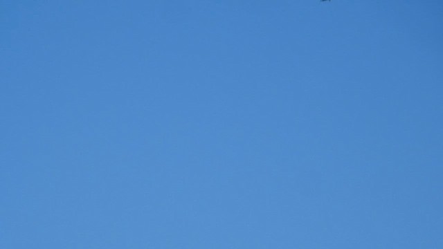 alpekråke - ML629322683