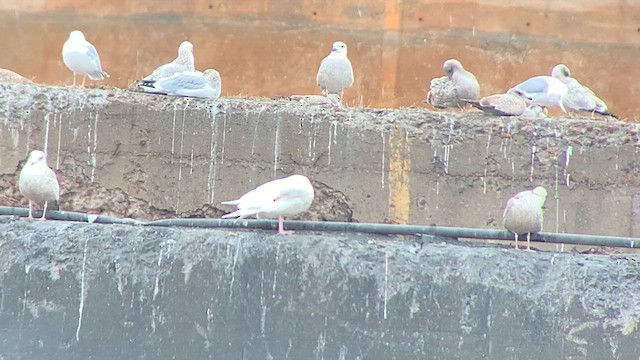 Glaucous Gull - ML629322730
