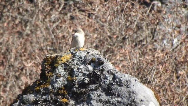 White-winged Redstart - ML629322748