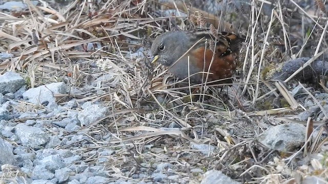 Alpine Accentor - ML629322760