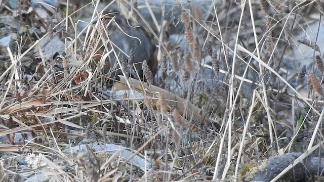Alpine Accentor - ML629322761