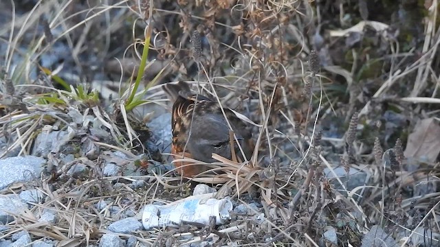 Alpine Accentor - ML629322763