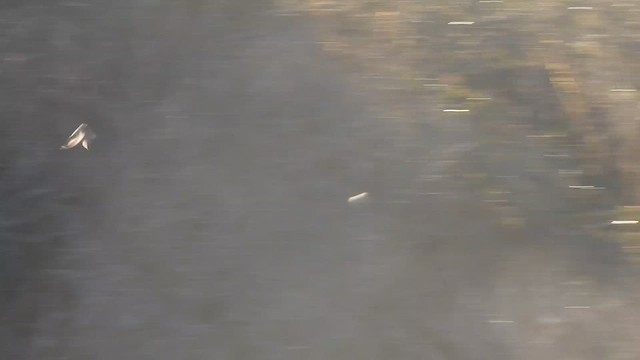 ハイイロマシコ - ML629322784