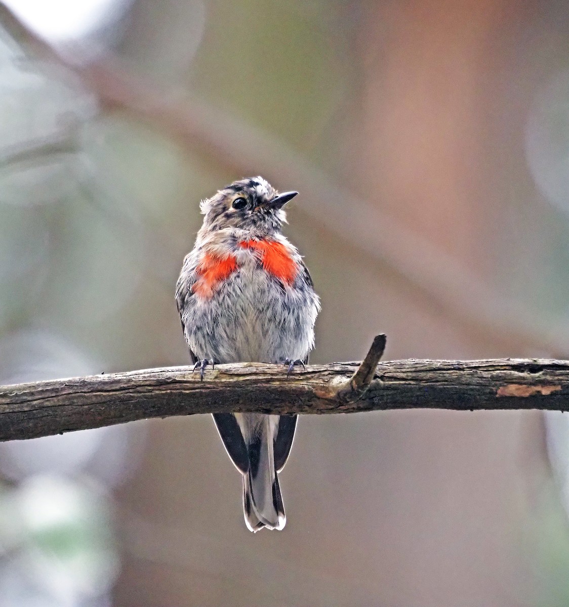 Scarlet Robin - ML629322807