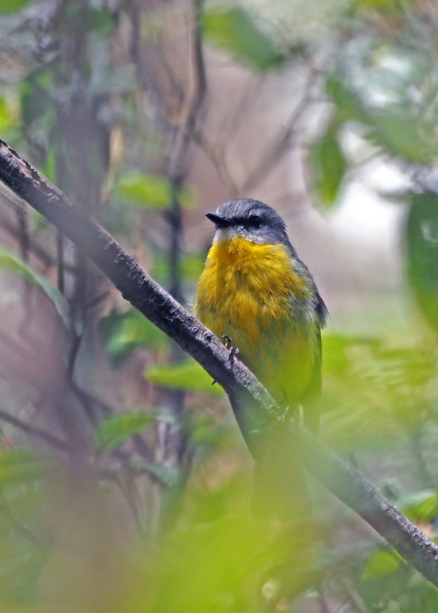 Eastern Yellow Robin - ML629322819