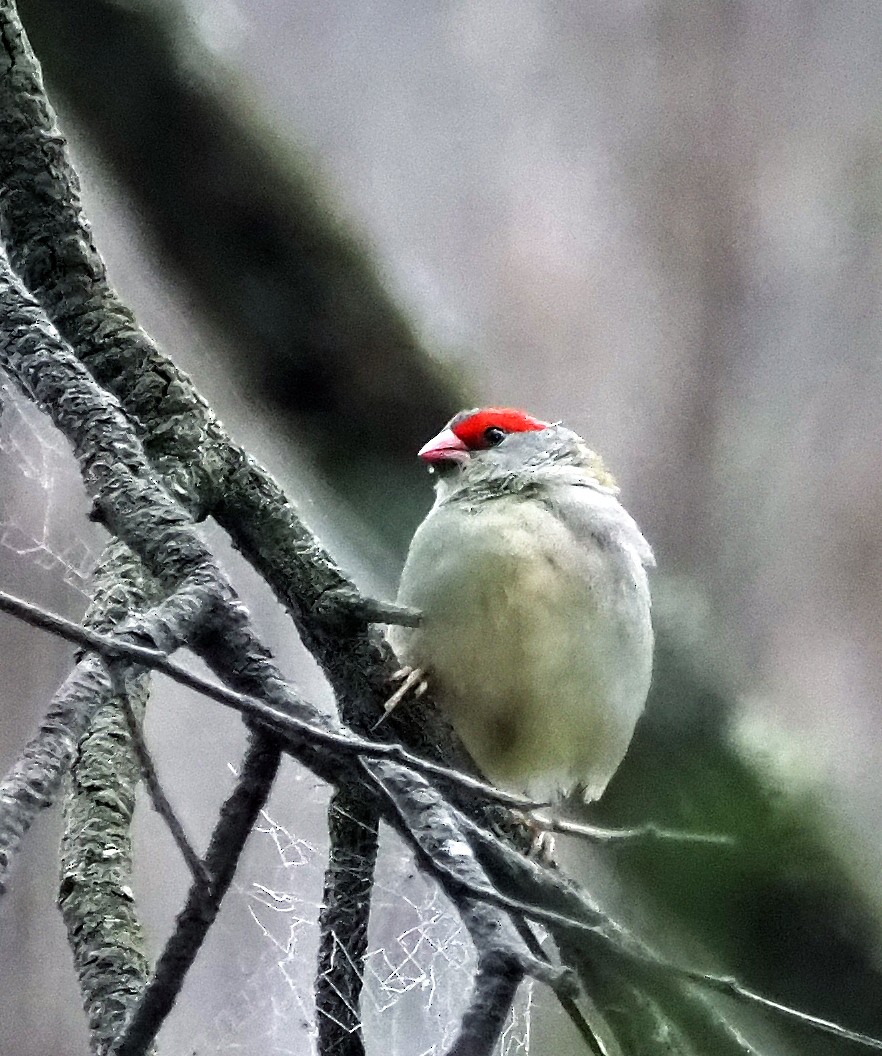 Red-browed Firetail - ML629322821