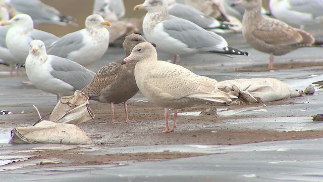 Glaucous Gull - ML629322844