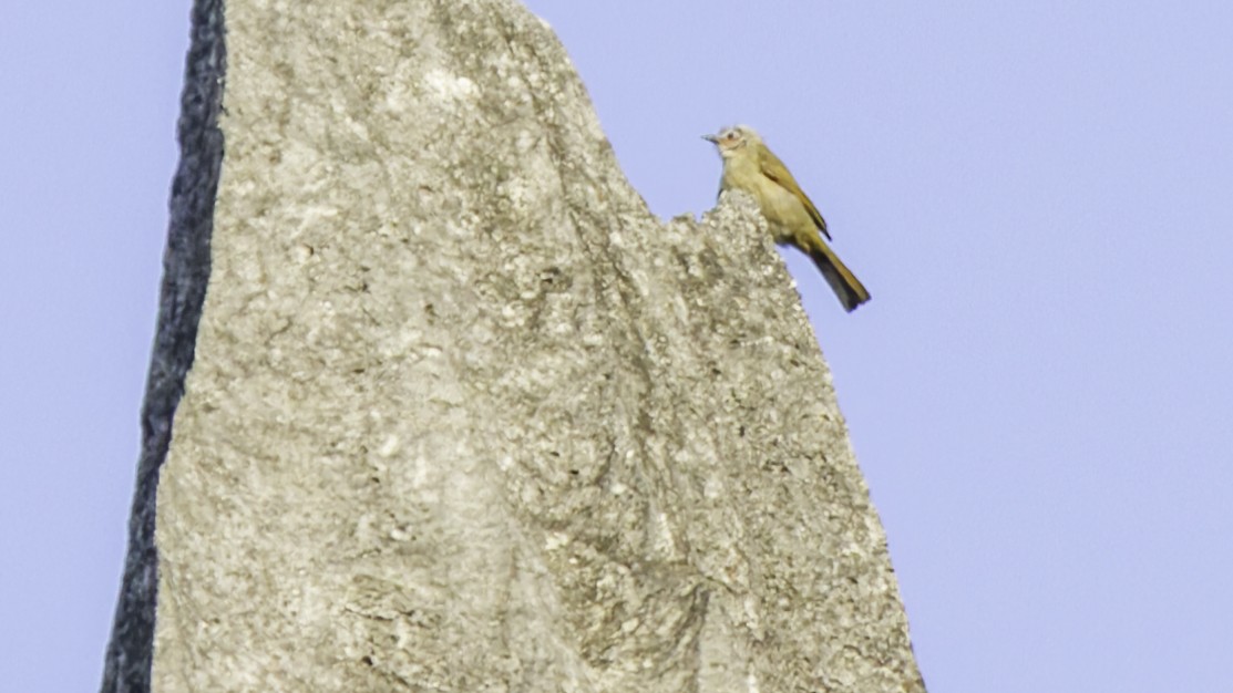 Bare-faced Bulbul - ML629322925