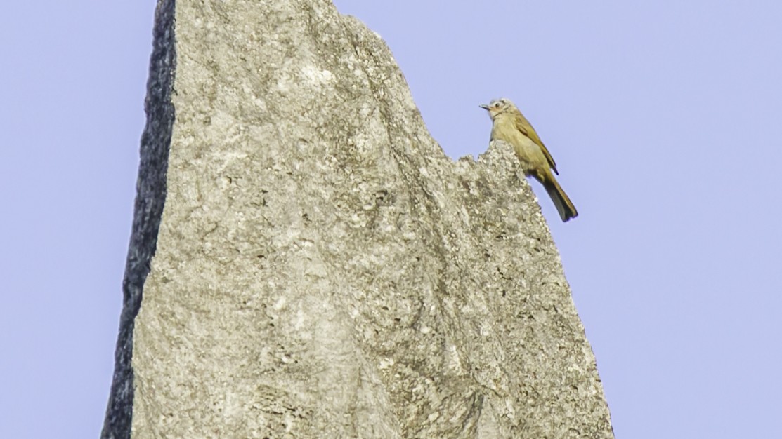 Bare-faced Bulbul - ML629322926