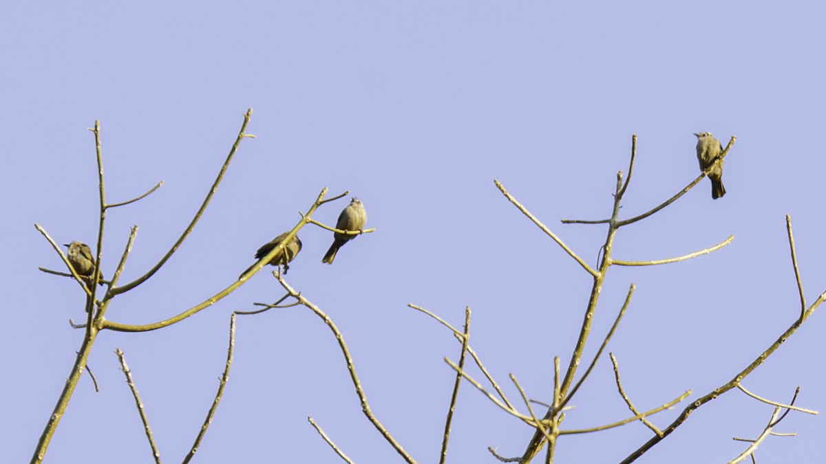Bare-faced Bulbul - ML629322927