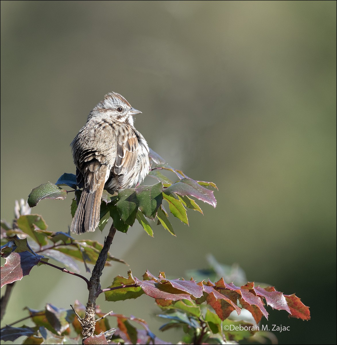 Song Sparrow - ML629323168
