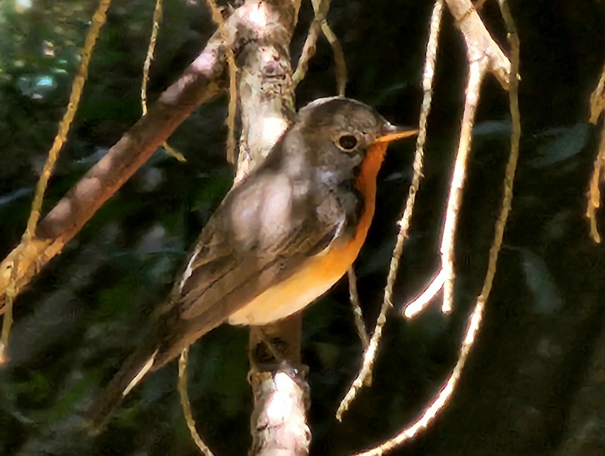Kashmir Flycatcher - ML629323186
