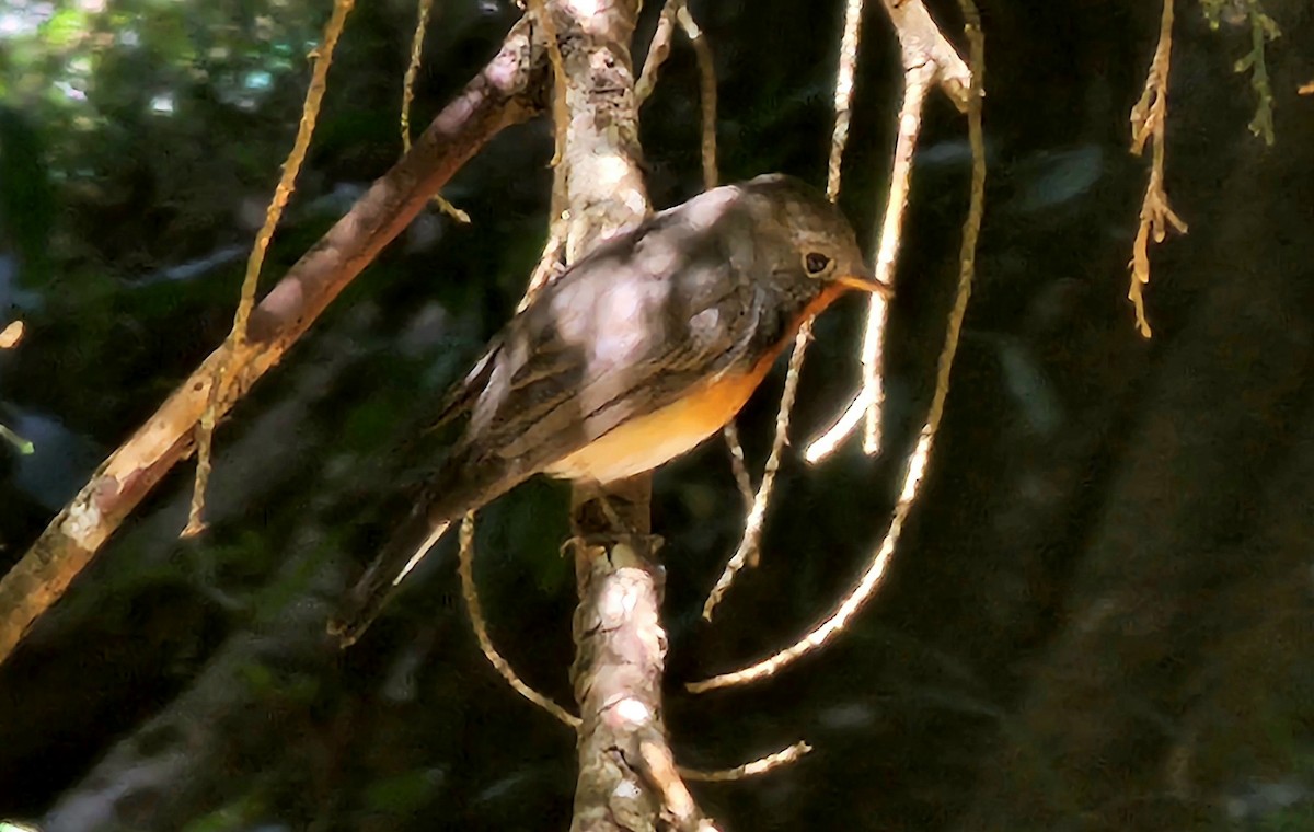 Kashmir Flycatcher - ML629323188