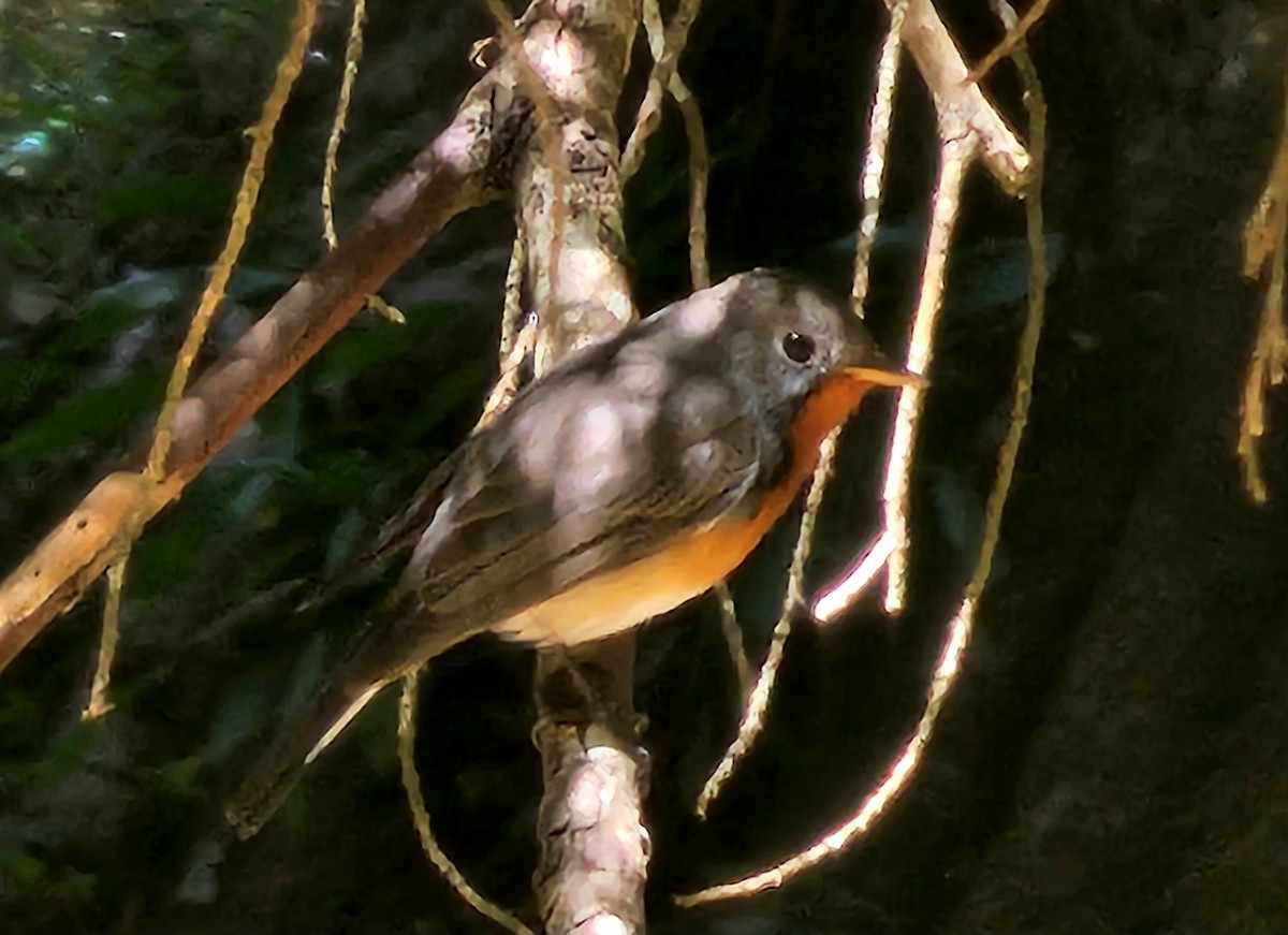 Kashmir Flycatcher - ML629323189