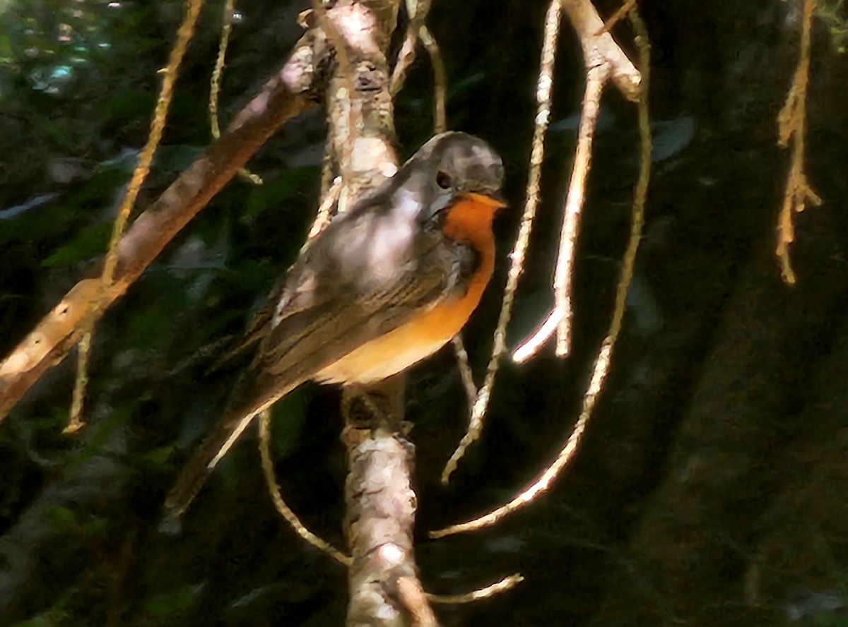 Kashmir Flycatcher - ML629323190