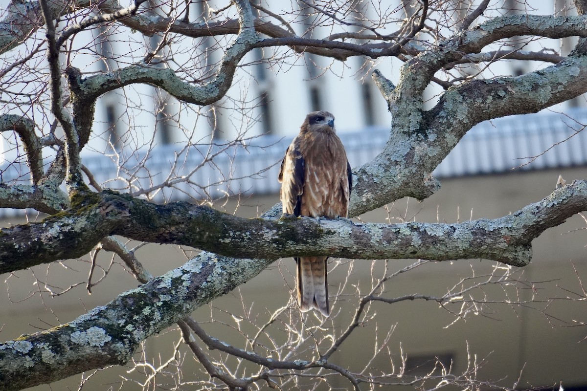 黑鳶 - ML629323433