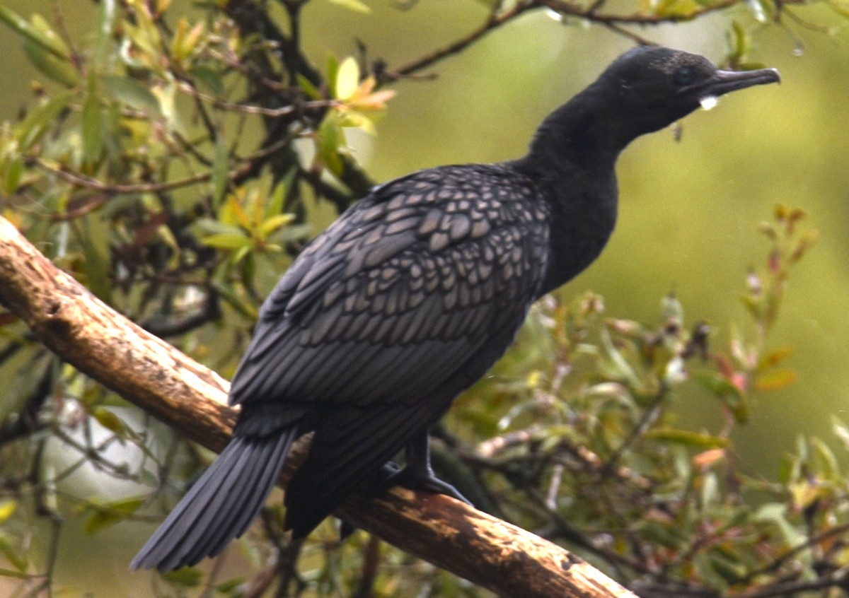 Little Black Cormorant - ML629323698