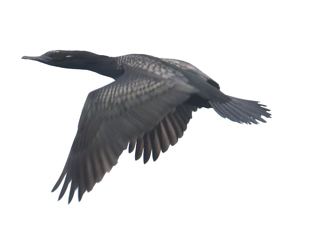 Little Black Cormorant - ML629323701