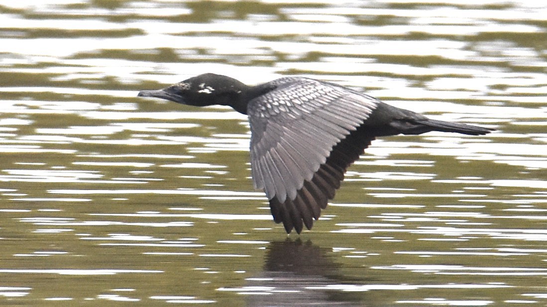 Little Black Cormorant - ML629323703