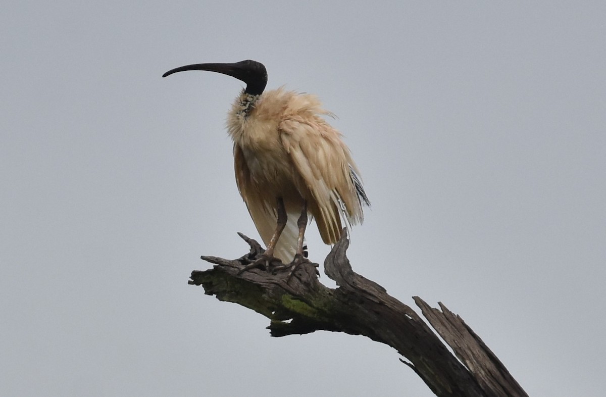 Australian Ibis - ML629323709