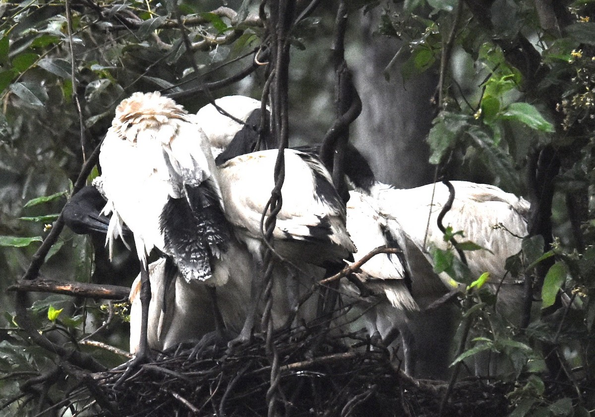 Australian Ibis - ML629323712