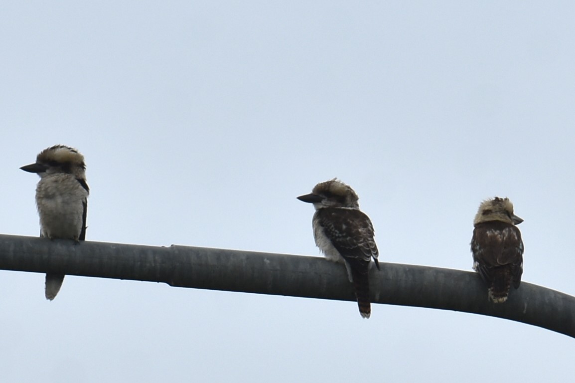 Laughing Kookaburra - ML629323727