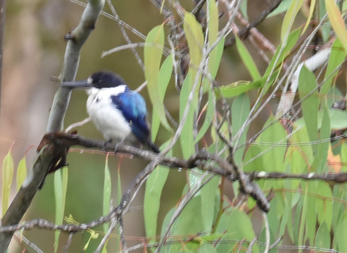 Forest Kingfisher - ML629323741