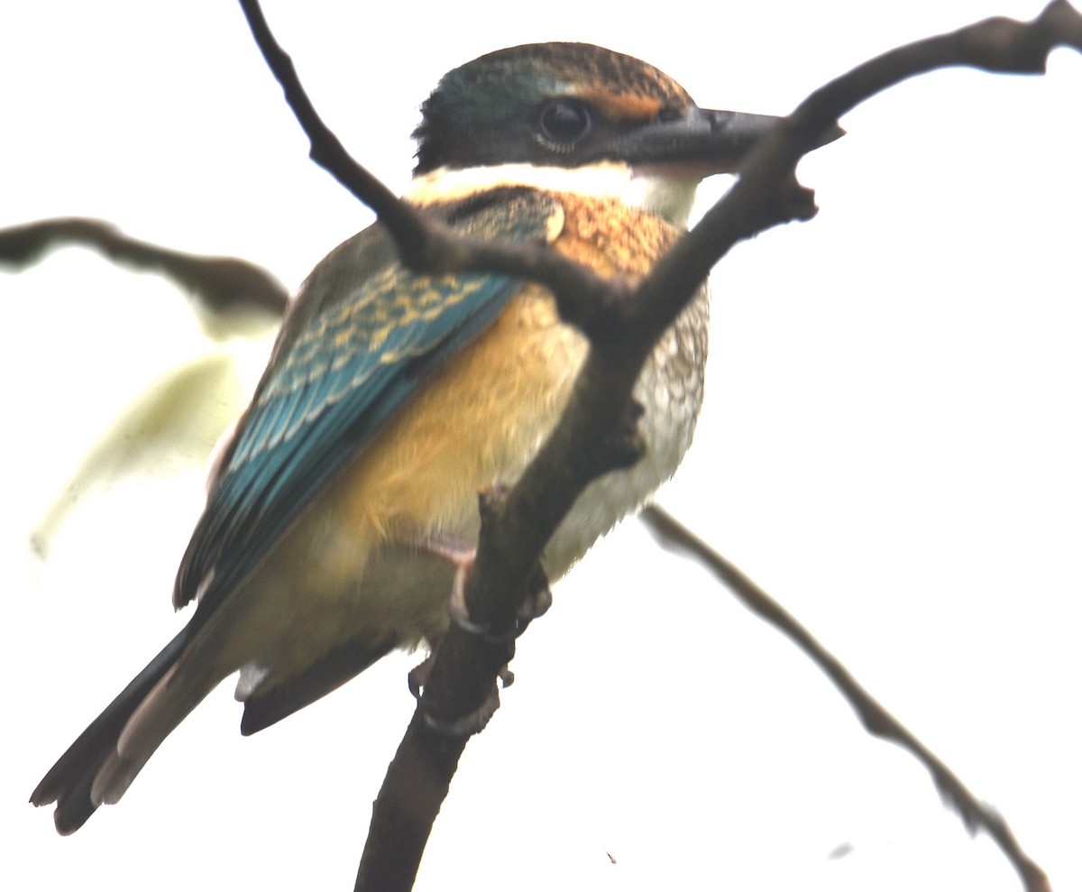 Sacred Kingfisher - ML629323757