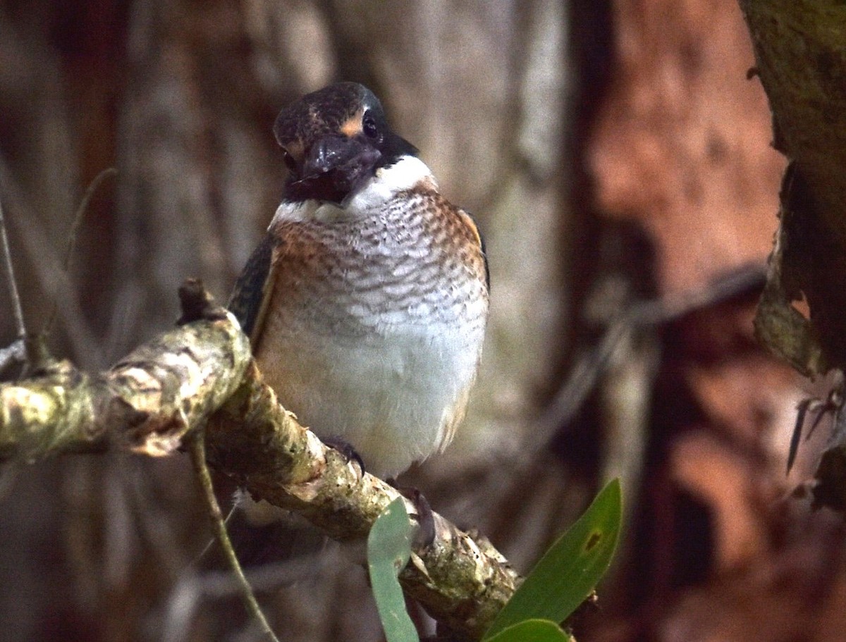 Sacred Kingfisher - ML629323762