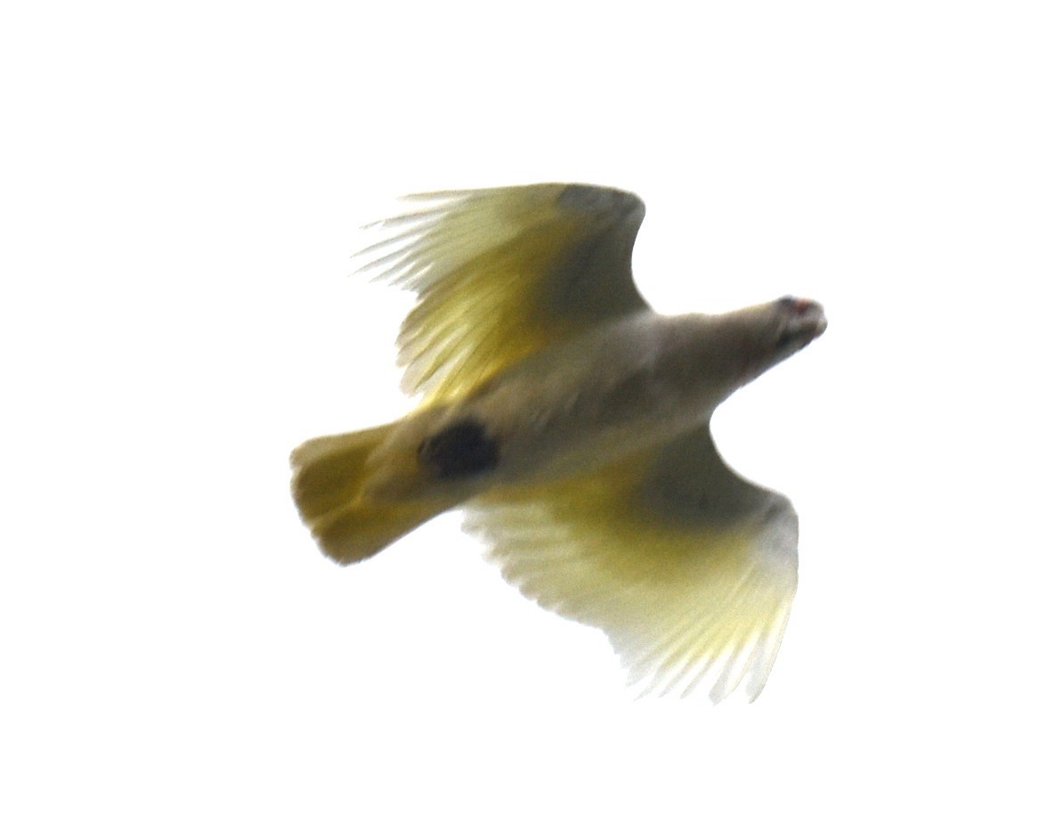 Little Corella - ML629323768