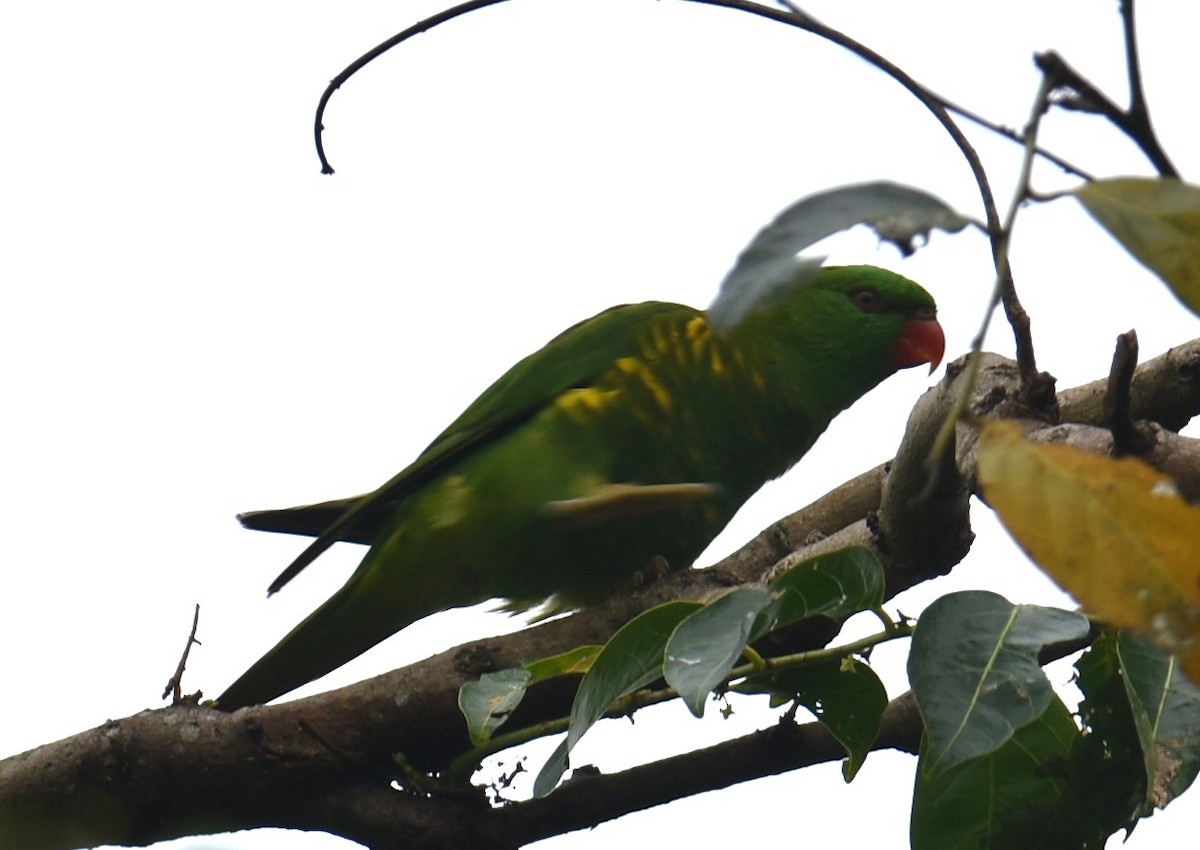Scaly-breasted Lorikeet - ML629323776