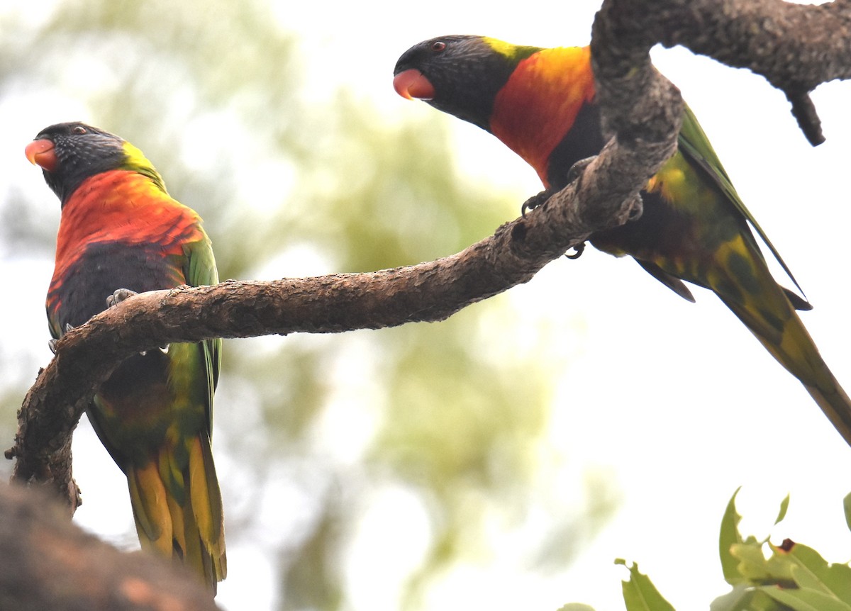 Rainbow Lorikeet - ML629323782