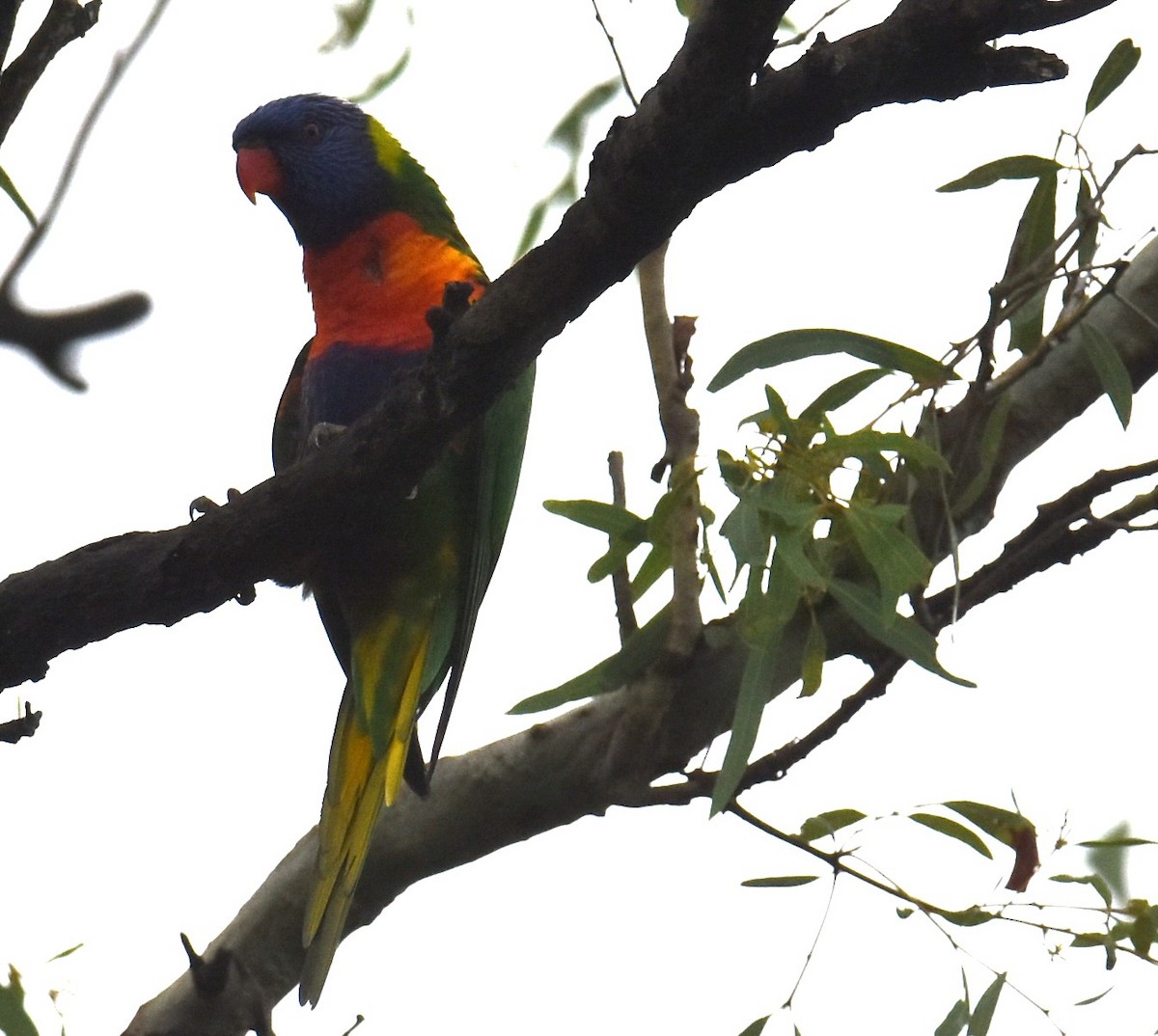 Rainbow Lorikeet - ML629323785