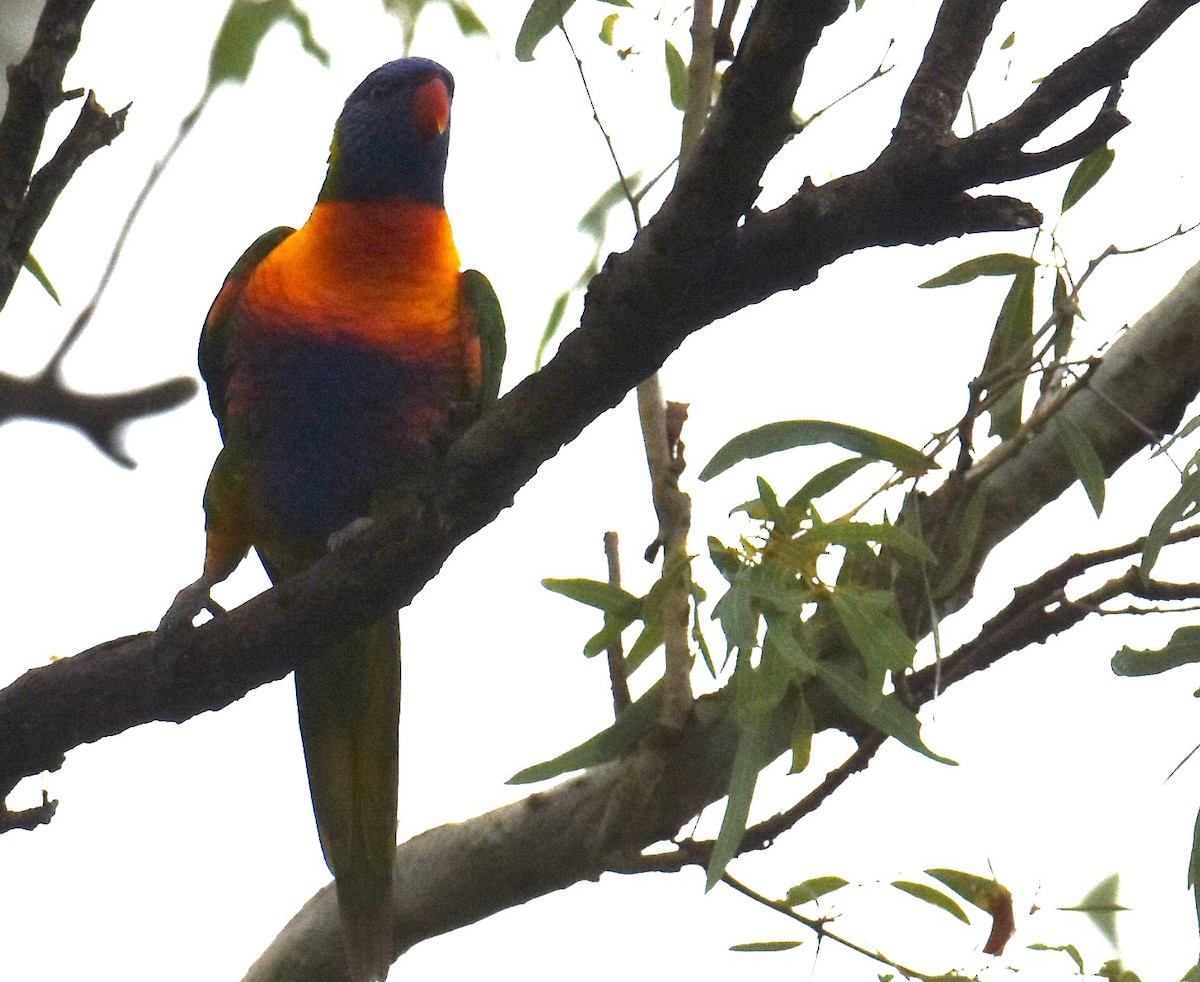 Rainbow Lorikeet - ML629323788