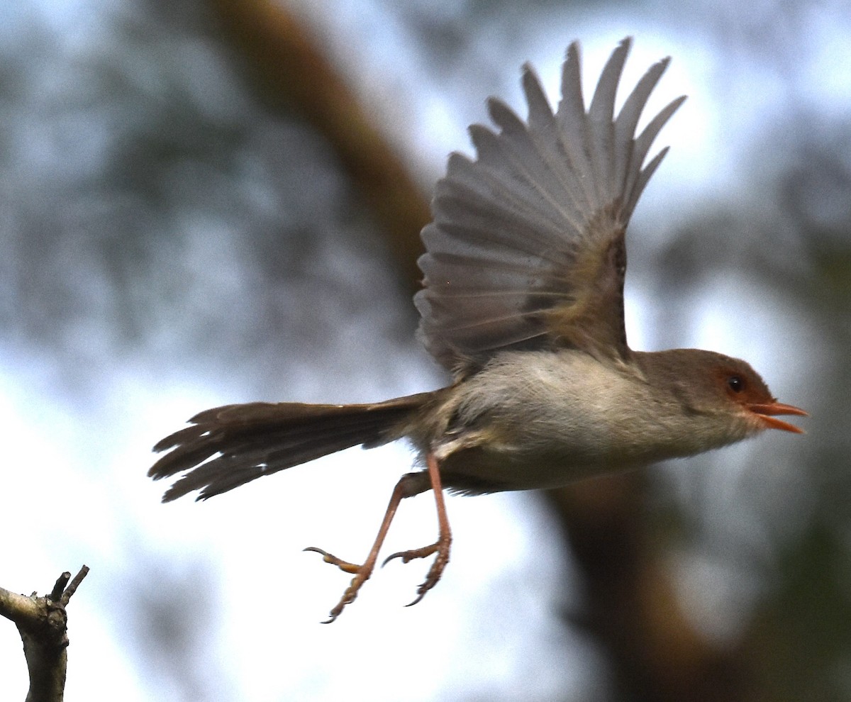 Superb Fairywren - ML629323794