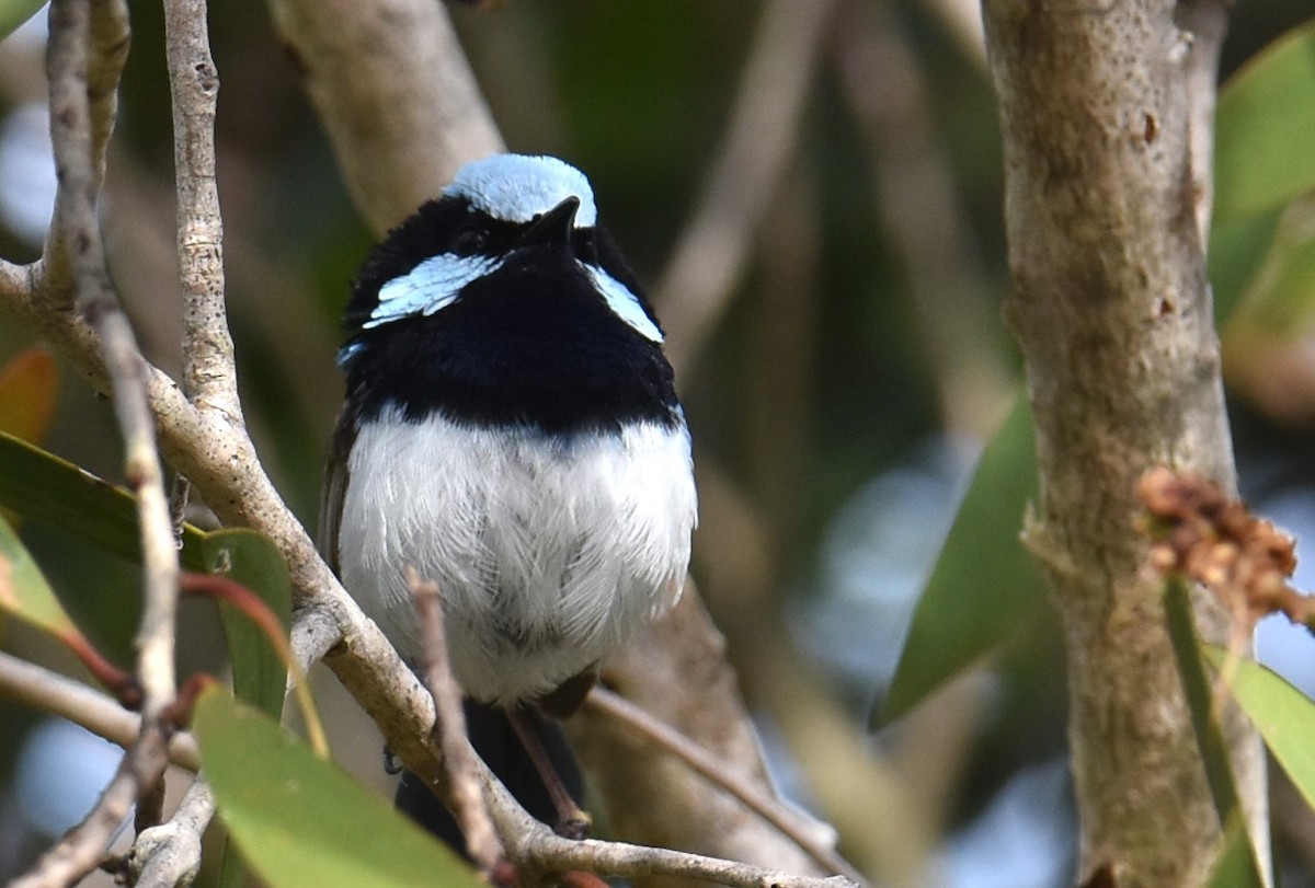 Superb Fairywren - ML629323796