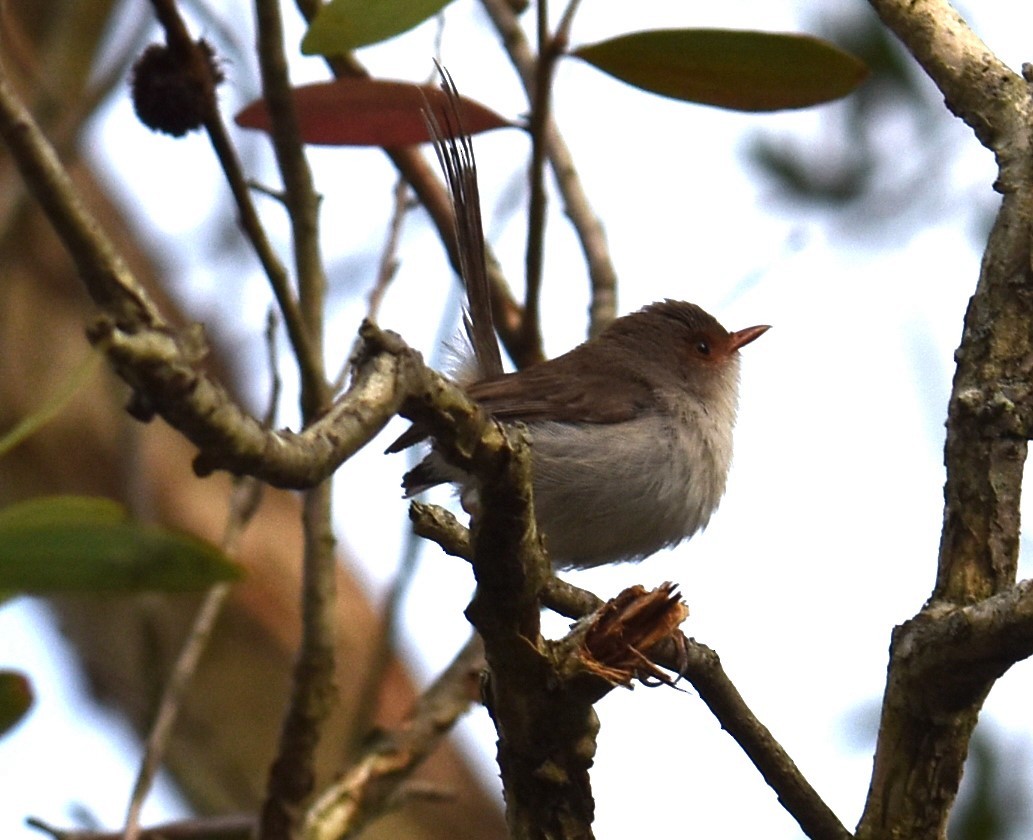 Superb Fairywren - ML629323799