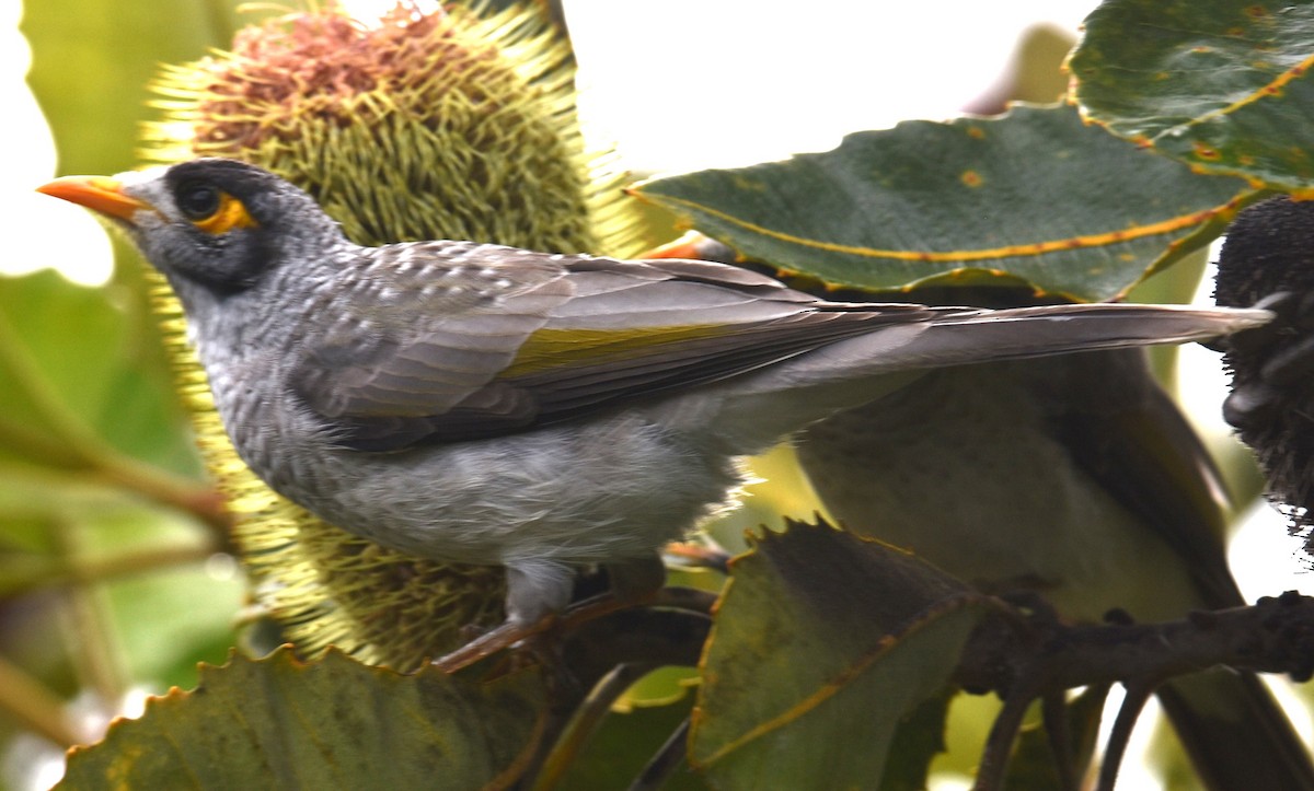 Noisy Miner - ML629323823