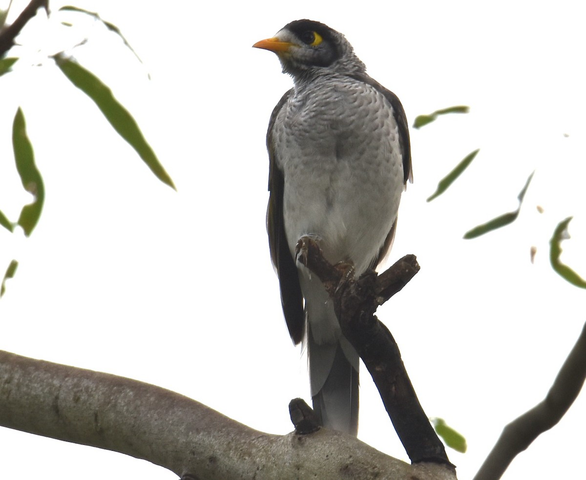 Noisy Miner - ML629323825