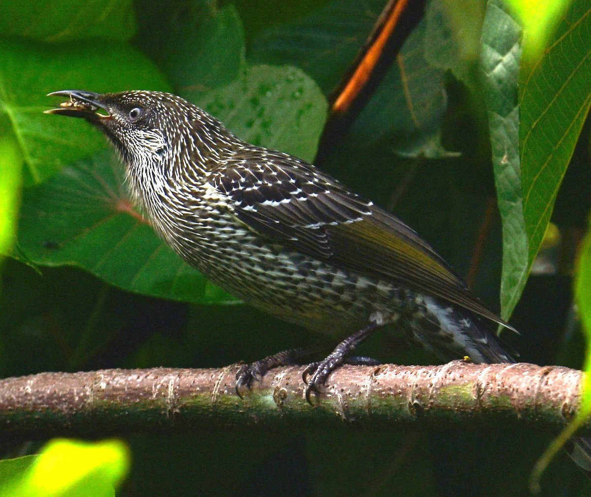 Little Wattlebird - ML629323830