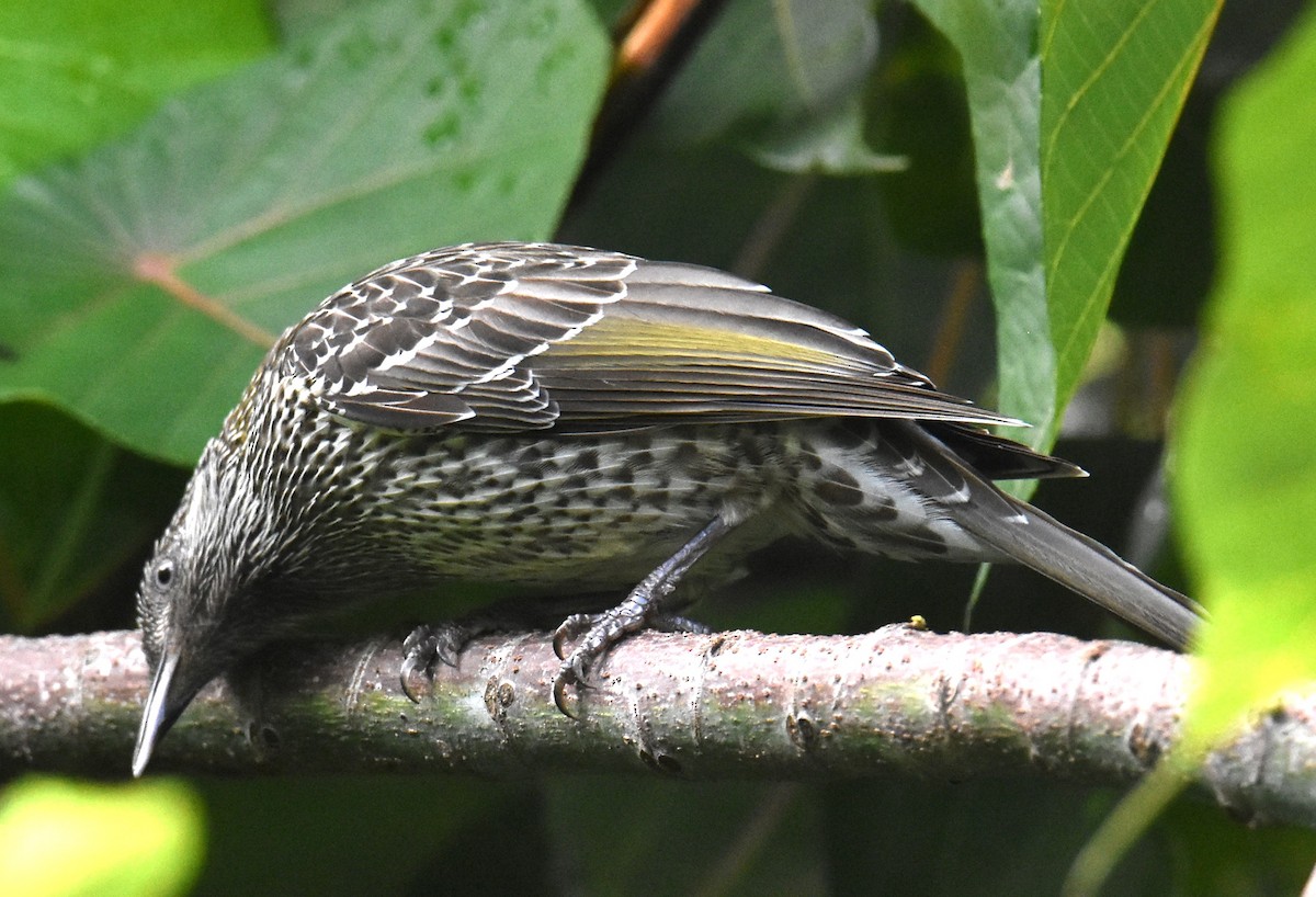Little Wattlebird - ML629323831
