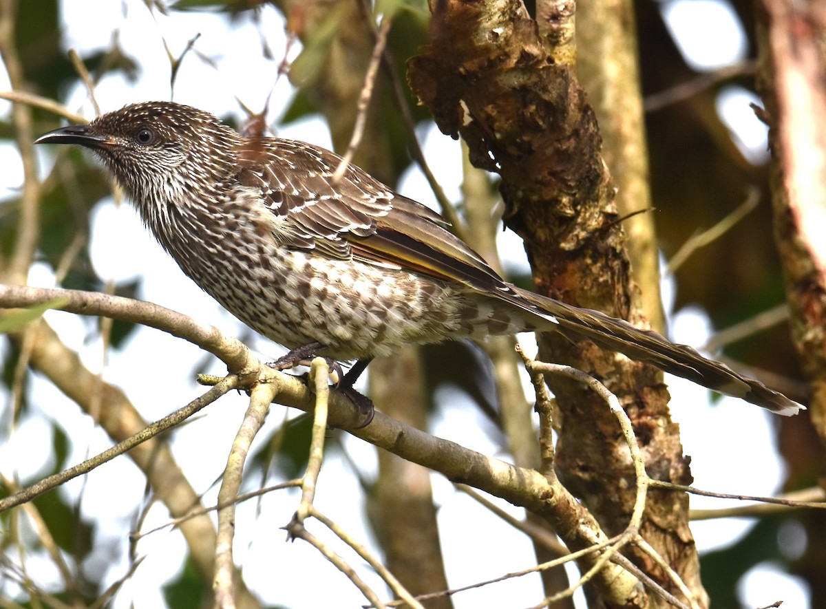 Little Wattlebird - ML629323832